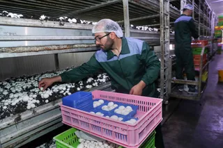تصاویر بازدید از شرکت دانش بنیان قارچ کشت اورامان سبز