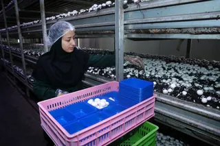 تصاویر بازدید از شرکت دانش بنیان قارچ کشت اورامان سبز