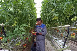 بازدید آیت الله رئیسی از مجموعه ۲ هزار هکتاری کشت و صنعت لرستان