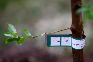مراسم روز درختکاری