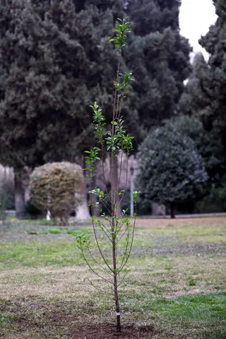 مراسم روز درختکاری