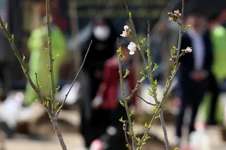 تصاویر بهره برداری از پروژه ۱۲۵۰ هکتار جنگل کاری