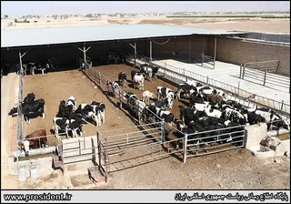 تصاویر حضور سرزده رییس جمهور در یک واحد دامداری و گفتگو با دامداران و کشاورزان
